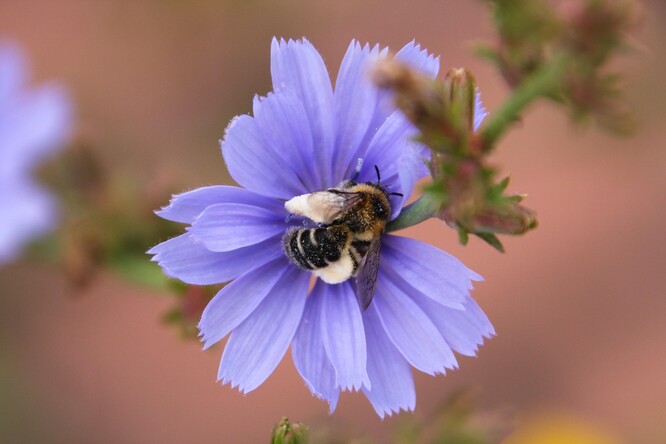 Chluponožka chrastavcová na květu čekanky obecné (Cichorium intybus). Chluponožka chrastavcová je přebornice ve sběru pylu, za krátký čas ho dokáže nasbírat velké množství. Tato včela samotářka je výjimečná v tom, že má mohutně vyvinuté sběrací kartáče na zadních holeních a chodidlech, které slouží ke sběru pylu z květů. Za jeden let unese chluponožka až 45 mg pylu. Kromě chluponožky chrastavcové (Dasypoda altercator) na čekankách byly také pískorypka čekanková (Andrena polita), čmelák skalní (Bombus lapidarius) a včela medonosná (Apis mellifera).