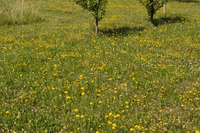Na obrázku kvetoucí louka s hojně zastoupenými žlutými květy jestřábníků a jiných hvězdnicovitých.