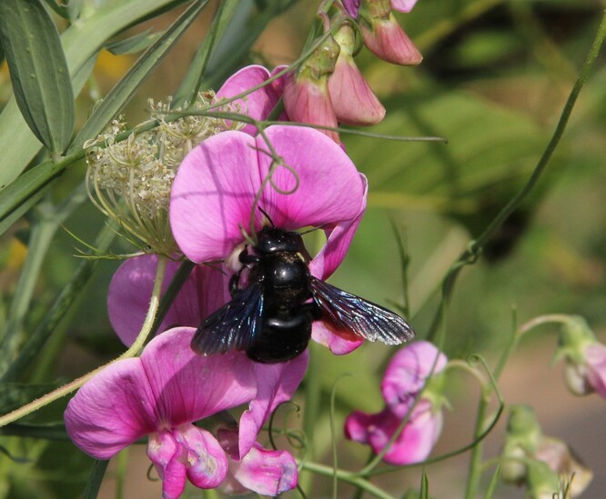 Drvodělka fialová je největší naše včela samotářka. Pokud vysejete hrachor širokolistý s velmi velkou pravděpodobností k vám také zavítá.