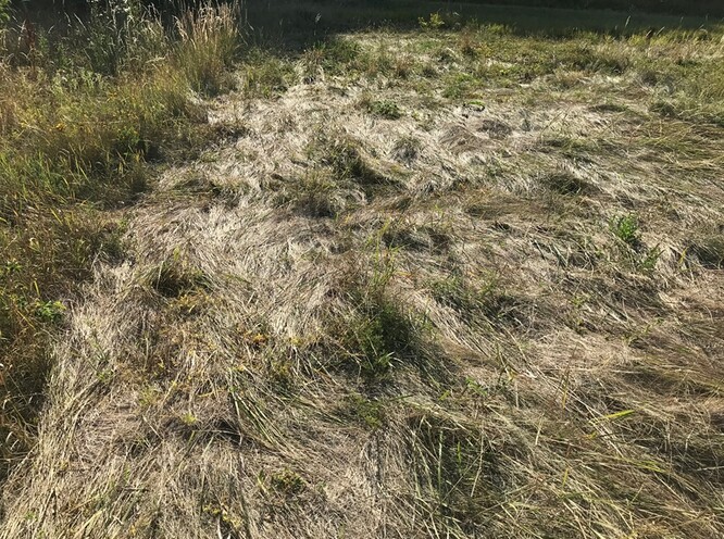 Naopak tam, kde byl souvislý původní porost ovsíku, byla regenerace trávníku významně utlumena (stav porostu měsíc a půl po zásahu v době vrcholícího sucha).
