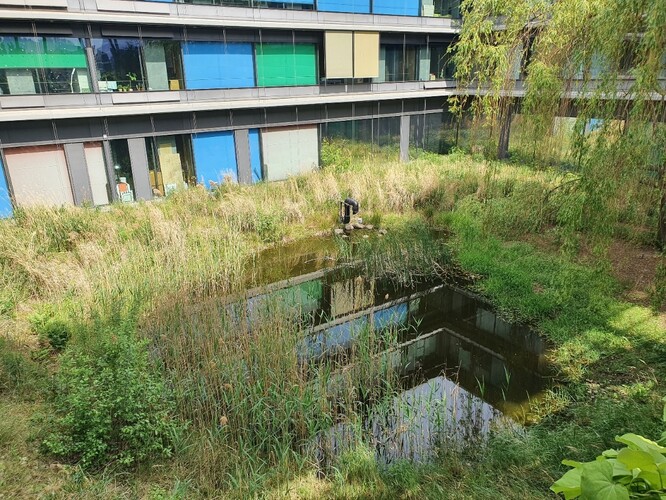 Obr. 17. Jezírko v jednom z dvorů Ústavu Fyziky. Obr. 17. Jezírko v jednom z dvorů Ústavu Fyziky.