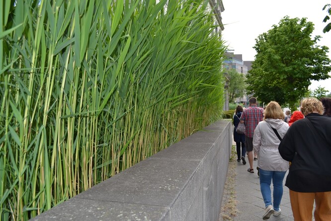 Obr. 32. Rákosí na umělém mokřadu. Obr. 32. Rákosí na umělém mokřadu.