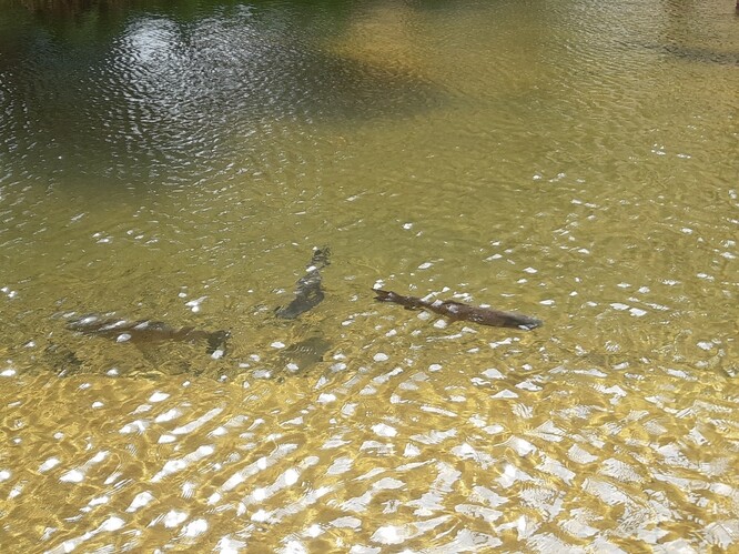 Obr. 34. Ryby v městském jezeře. Obr. 34. Ryby v městském jezeře.
