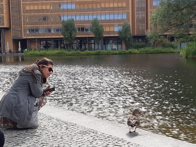 Obr. 35. Ptáci v centru Berlína u městského jezera.