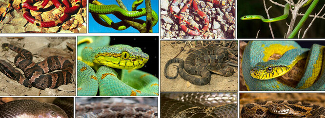 Software pro ženevský institut pomáhá rozeznávat nebezpečné druhy hadů z fotografie, aktuálně 800 druhů.