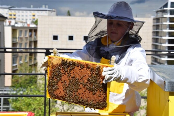 Včelstva na střeše sídla Kraje Vysočina v Jihlavě.