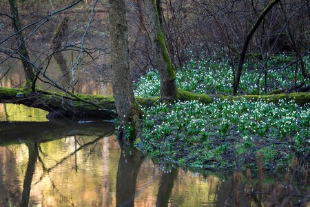 Údolí Robečského potoka u Zahrádek na Českolipsku rozkvetlo dřív než v jiných letech tisíci bledulí jarních.