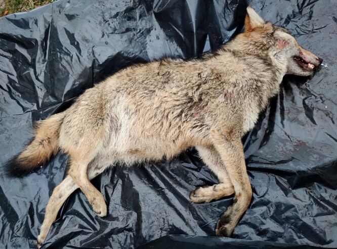Vlk přejetý na silnici v Beskydech koncem března 2023.