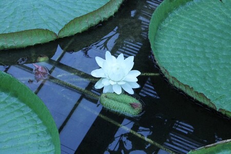 Květy tohoto leknínu (na obrázku) jsou největší z květů vodních rostlin a v průměru dosahují až 30 centimetrů.