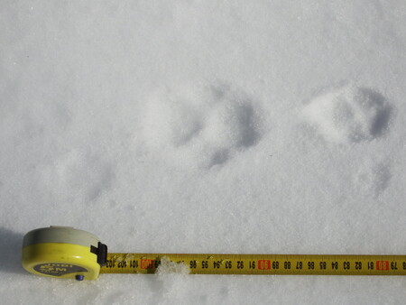 Rysí stopa (uprostřed) s měřítkem. Porovnejte její velikost a tvar se stopou lišky (vpravo)