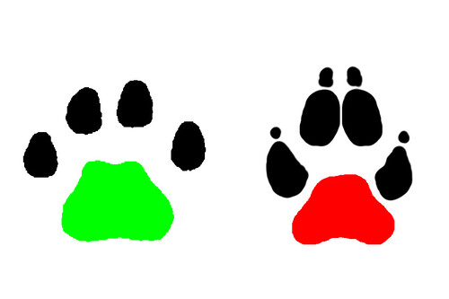 Srovnání tvaru patního mozolu ve stopě rysa a psa.