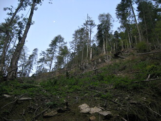 Probíhající těžba v údolí pohoří Fagaraš (prales, údolí Bellia).