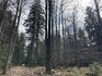 Fragment starého jedlobukového lesa v CHKO Brdy (II. zóna), který byl za dobu existence CHKO (od roku 2016) zčásti vykácen.