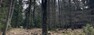 Fragment starého jedlobukového lesa v CHKO Brdy (II. zóna), který byl za dobu existence CHKO (od roku 2016) zčásti vykácen.