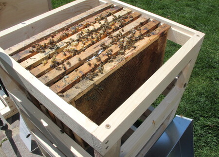 S dramatickým úbytkem včel pomocí IT technologií se pustil do boje projekt Forsage.