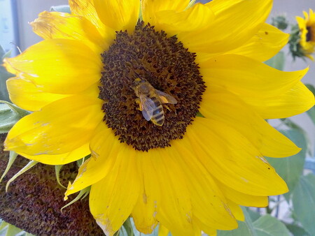 Tribunál Soudního dvora Evropské unie dnes potvrdil platnost omezení při užívání tří pesticidů, které mají podle vědců škodlivý vliv na včely. / Ilustrační foto
