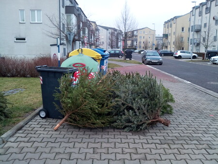 Města ve Zlínském kraji budou vánoční stromky, které lidé vyhodí po svátcích, štěpkovat. / Ilustrační foto