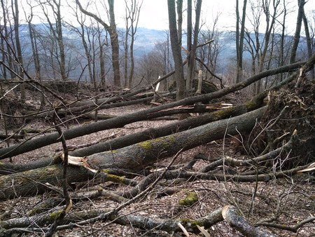 Popadané stromy v přírodní rezervaci Rabštejn.