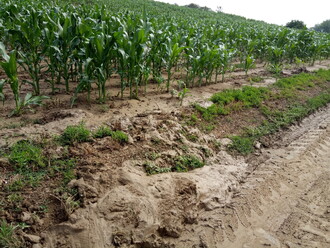 Vodní eroze půdy z kukuřičného pole.