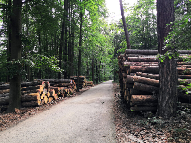 Těžba dřeva ve státních lesích začala významně růst s příchodem kůrovcové kalamity od roku 2018.