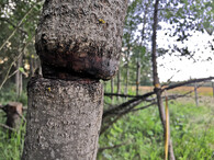 poškození stromu zaškrceným popruhem