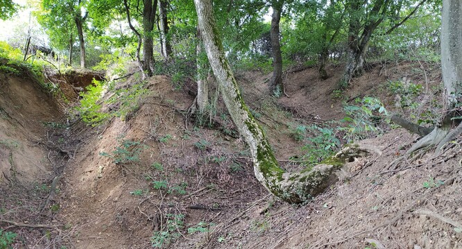 Eroze půdy a úplná deteriorace svahů na kraji lesa, v místě dotyku s obdělávaným polem. Osm metrů hluboká erozní rýha se tu nakonec vytvořila jen za pár let.
