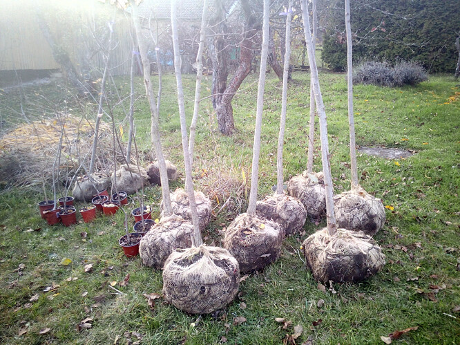 Stromy a keře připravěné k výsadbě biokoridoru.