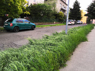 zralá tráva ve veřejné zeleni