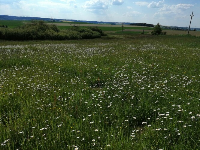 Mokřadní louka Mokřadní louka