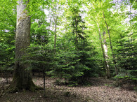 druhově a věkově pestrý les