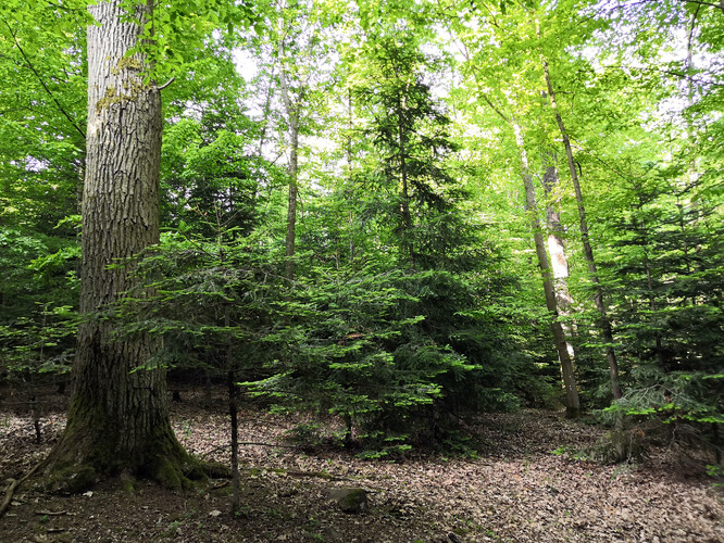 Na ilustračním snímku druhově a věkově pestrý les v demonstračním lesním objektu sv. Anna v Brdech.