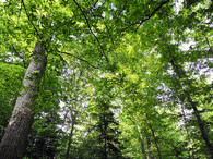 druhově a věkově pestrý les