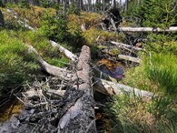 les obnovující se po kůrovcové kalamitě
