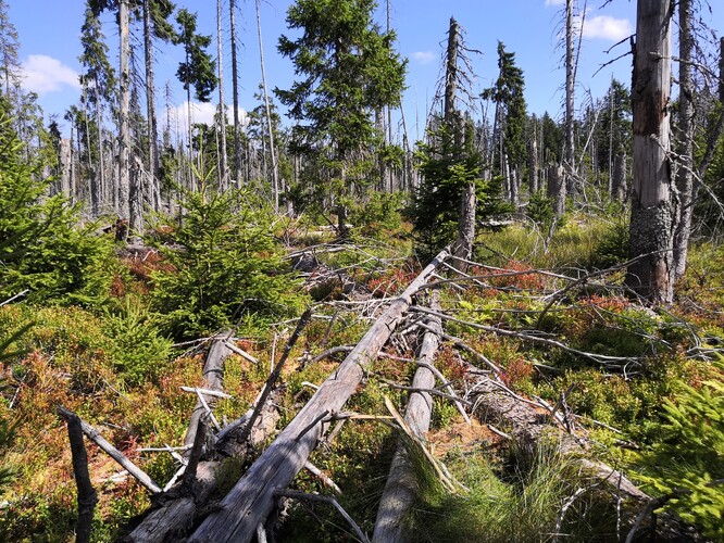 Obnovující se les u Ptačího potoka v NP Šumava, kde v roce 2011 probíhala blokáda kácení stromů.
