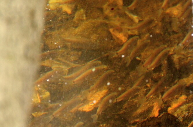 Ryby v rybníku U Kamenného stolu.
