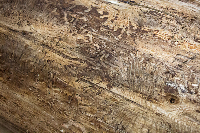 Povrchové poškození dřeva lýkožroutem smrkovým.
