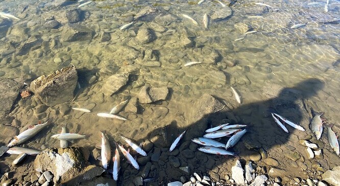 Mrtvé ryby v řece Bečvě. Ilustrační snímek.