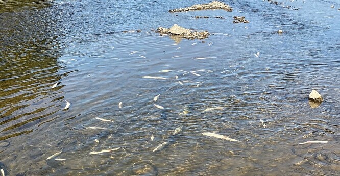Mrtvé ryby na řece Bečvě.