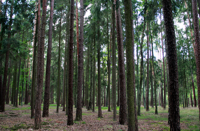 Lesy v Česku k hydrologické bilanci povrchových vod moc nepřispívají.