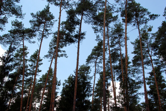 Rozvolněný borový les, kde má každá borovice prostor pro korunu i dostatek živin.
