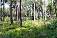 Rozhovor s Alešem Erberem v lese na Pardubicku