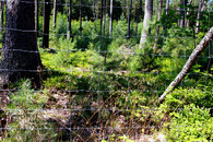 přirozená obnova lesa za oplocenkou