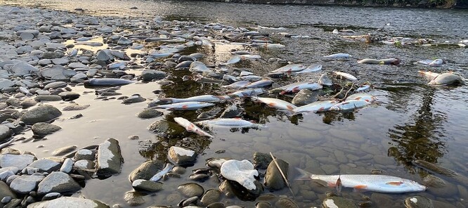 Uhynulé ryby z řeky Bečvy.