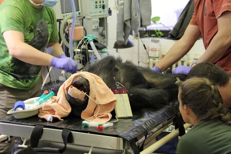 Jedna z nejstarších samic šimpanze v Česku, kterou chová Zoo Hodonín, má za sebou plánovaný dentální zákrok.