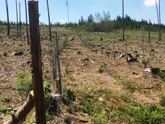 Zalesněná a oplocená více hektarová kalamitních plocha, která spárkaté zvěři snižuje životní prostor a vlastníkům lesů zvyšuje náklady na obnovu lesa v řádech stovek miliónů korun. Je cílem, abychom měli lesy „prorostlé“ oplocenkami?