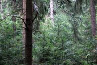 les Klokočná 