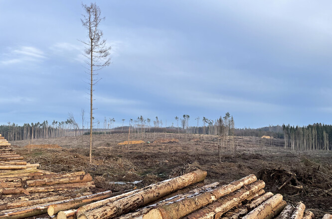 Umíme vypěstovat multifunkční lesy v nestabilních podmínkách? Ilustrační snímek.