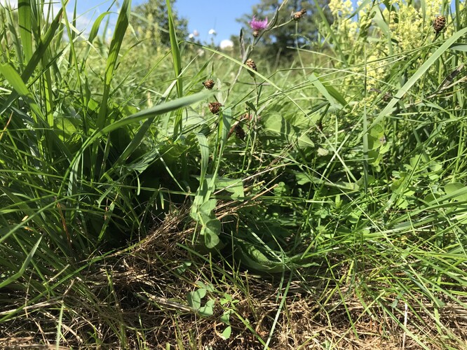Pohled z boku do vegetace prorůstající skrz biomasu uloženou nožovým válcem na povrch půdy v červnu (snímek pořízený dne 23. 9. 2022).