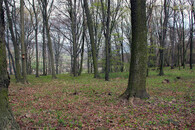Přirozený les Daniela Pitka