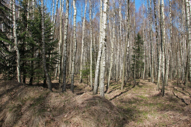 Les v Českém středohoří se obnovil po kyselých deštích v 80. letech a kůrovcové kalamitě díky náletům břízy, které lesníci nechali vyrůst.